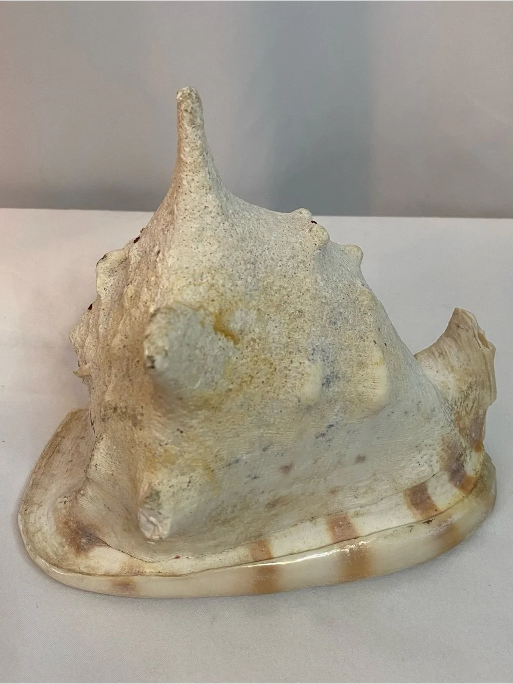 Large Conch Shell - Picture 4 of 6